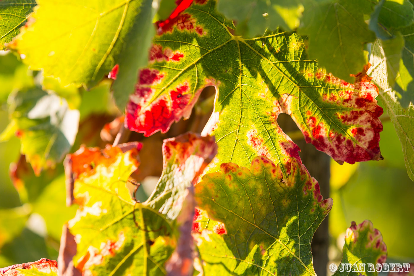 Auteur, Juan ROBERT, Photographe, Tain l'Hermitage, Vigne, agricole, coteaux, raisin, vendange, vignobleTain l'hermitageDrôme - Rhône-AlpesVendanges Hermitage Jaboulet