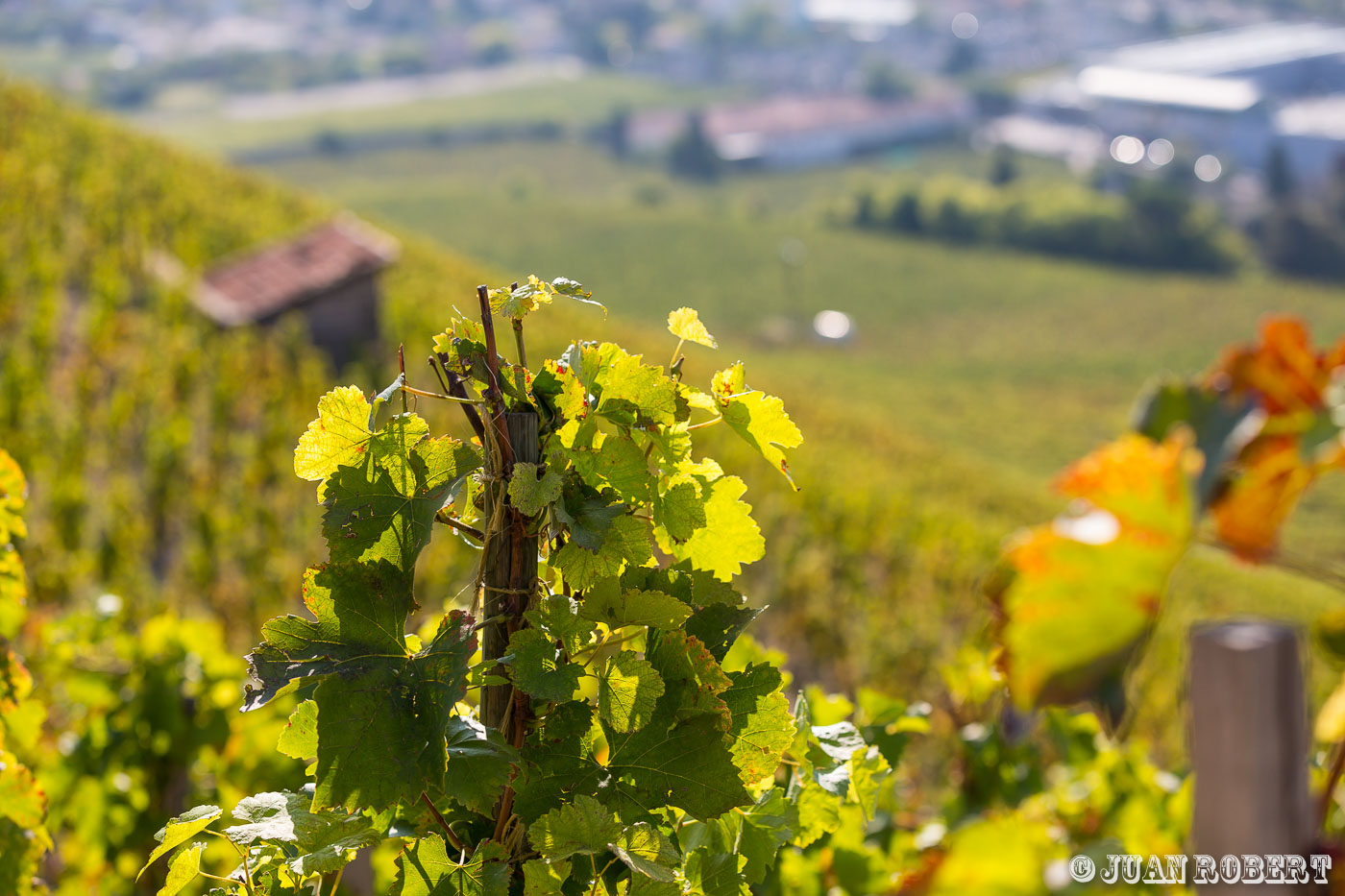 équipe vendangeur JabouletAuteur, Juan ROBERT, Photographe, Tain l'Hermitage, Vigne, agricole, coteaux, raisin, vendange, vignobleTain l'hermitageDrôme - Rhône-AlpesVendanges Hermitage Jaboulet