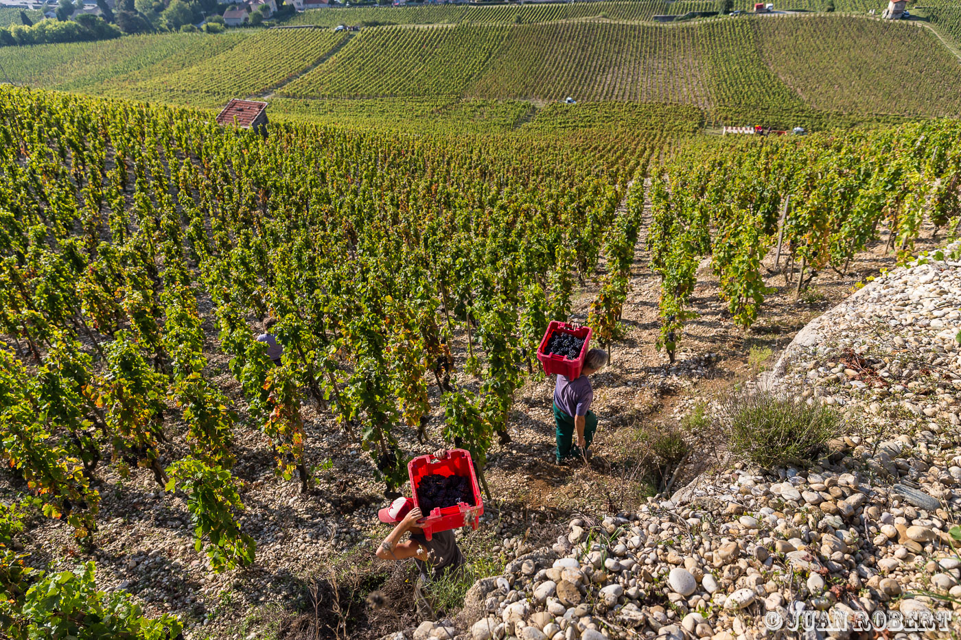 équipe vendangeur JabouletAuteur, Juan ROBERT, Photographe, Tain l'Hermitage, Vigne, agricole, coteaux, raisin, vendange, vignobleTain l'hermitageDrôme - Rhône-AlpesVendanges Hermitage Jaboulet