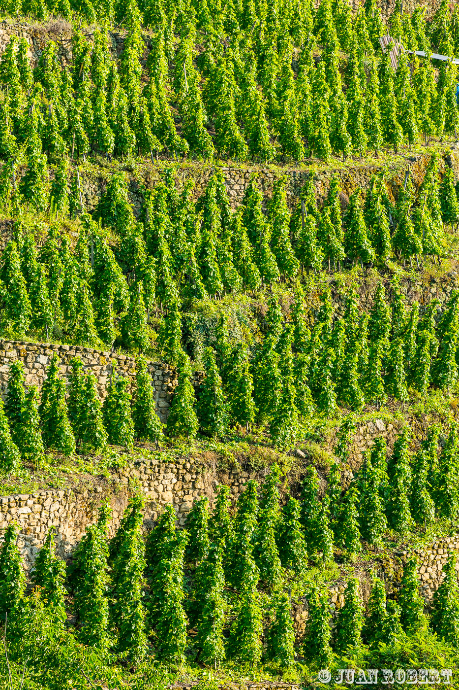 Auteur, Delas, Juan ROBERT, Photographe, Rhône, Vigne, champs, colline, parcelle, paysage, raisin, terroir, vin, viticoleVérinLoire - Rhône-AlpesMaison Delas : parcelles de vignes de Vérin et Ampuis
