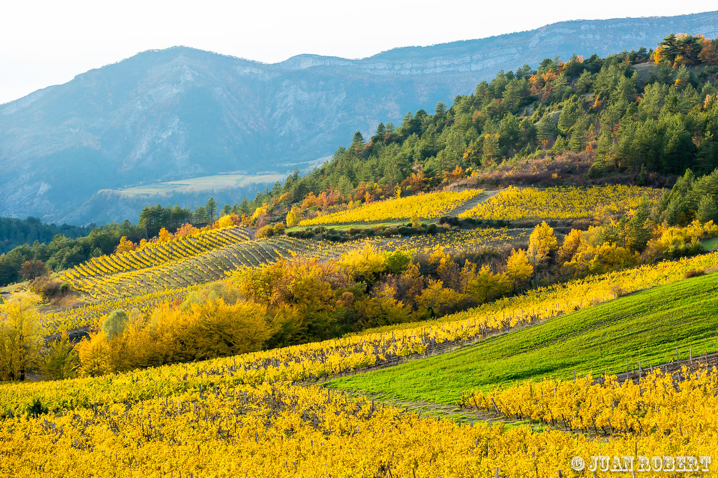 3 becs, Aurel, Auteur, Juan ROBERT, Photographe, Saint-sauveur-en-diois, Vigne, automne, cabanon, champs, clairette, diois, domaine, feuilles, marnes, montagne, nature, paysages, syndicat clairette, temple, villageAurelDrôme - Rhône-AlpesSyndicat de la Clairette - Automne 2015