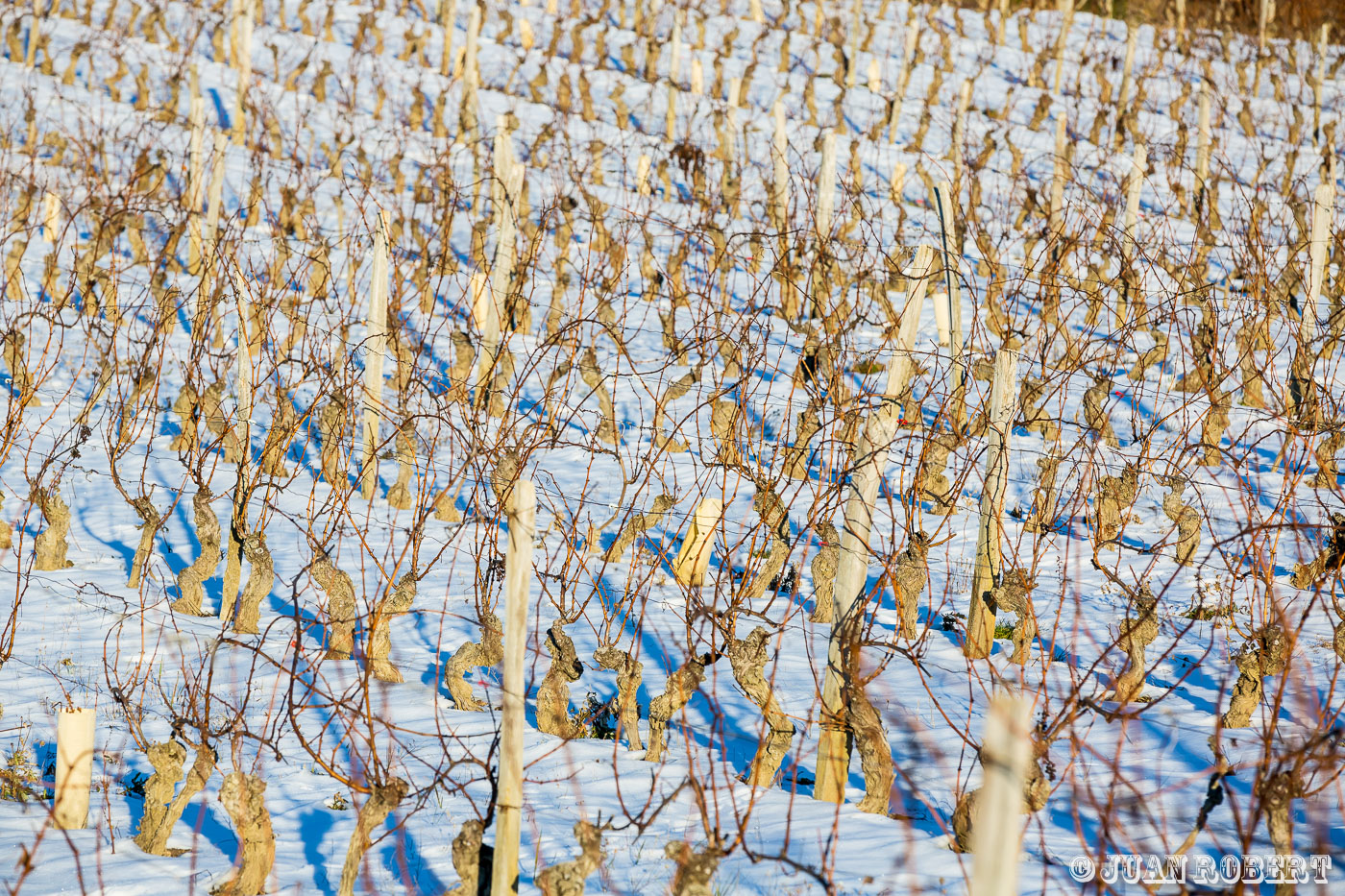 Auteur, Châtillon-en-diois, Drôme, Juan ROBERT, Photographe, Pontaix, Saint-Roman, Vigne, arbres, cabanon, champs, coucher de soleil, diois, hiver, montagne, mésanges, neige, paysage, rivière, villageChatillon-en-dioisDrôme - Rhône-AlpesDiois en hiver et neige