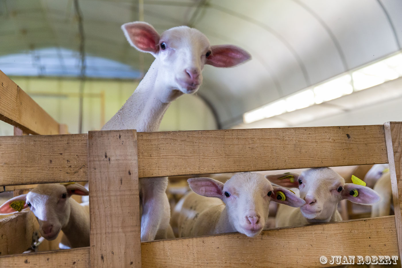 Les compagnons de la TerreAuteur, Juan ROBERT, PhotographeEurreDrôme - Rhône-AlpesBiovallée