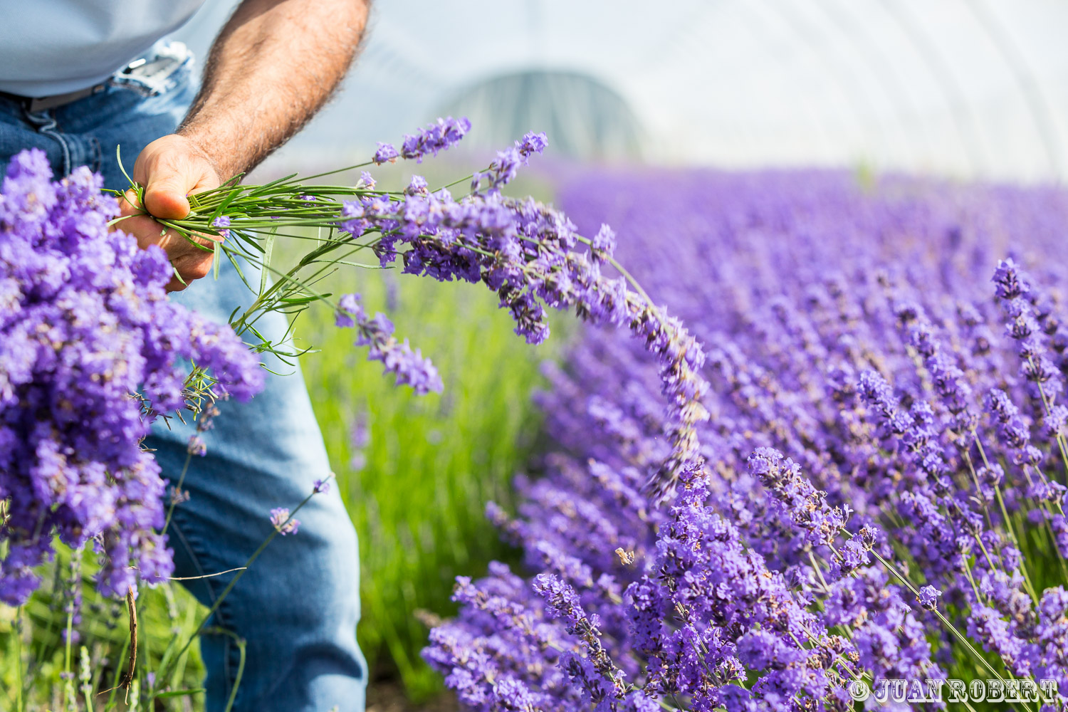 Lavande bioAuteur, Juan ROBERT, Photographe, Romans-sur-Isère, fleurs, horticulture, lavande, lycée, plantation, plantes, portrait, serre, tomates, tracteurRomans-sur-IsèreDrôme - Rhône-AlpesRRA, lycée horticole de Romans-sur-Isère