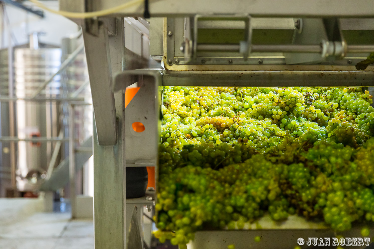 Auteur, Juan ROBERT, Photographe, Syndicat de la clairette de Die, Vercheny, Vigne, agricole, champs, clairette, industrielle, ouvriers, paysage, raisin, tracteur, vendangeVerchenyDrôme - Rhône-AlpesMaison de la clairette : vendanges et cave